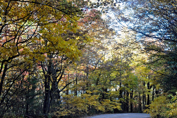 fall colors on a narrow, curvy, dirt road